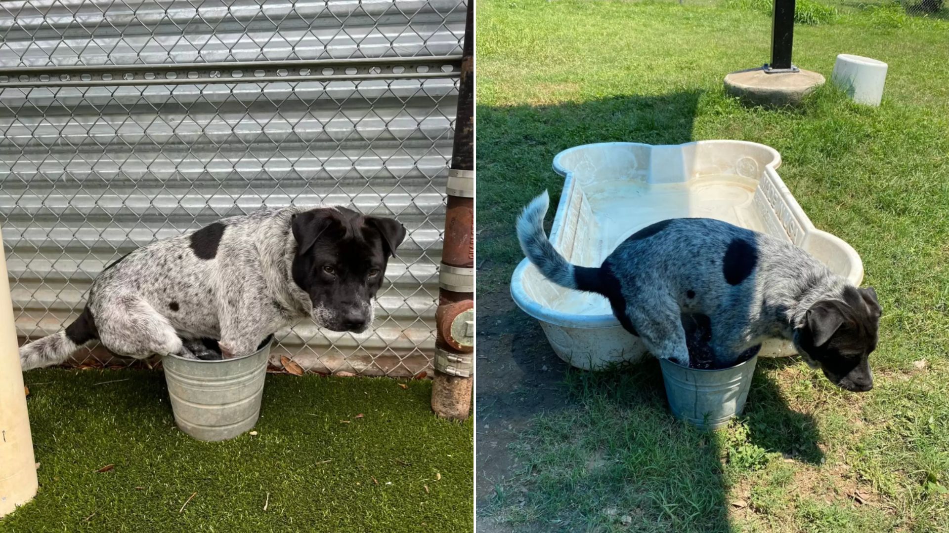 Goofy Dog Finds Bucket More Attractive Than His Very Own Kiddie Pool