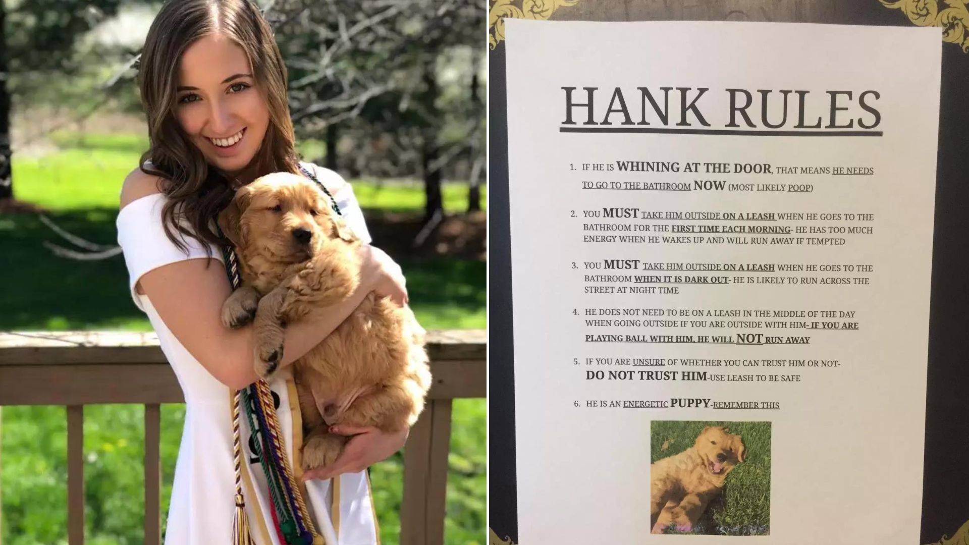 This Sweet Golden Retriever From Ohio Comes With A Strict Manual For New Visitors