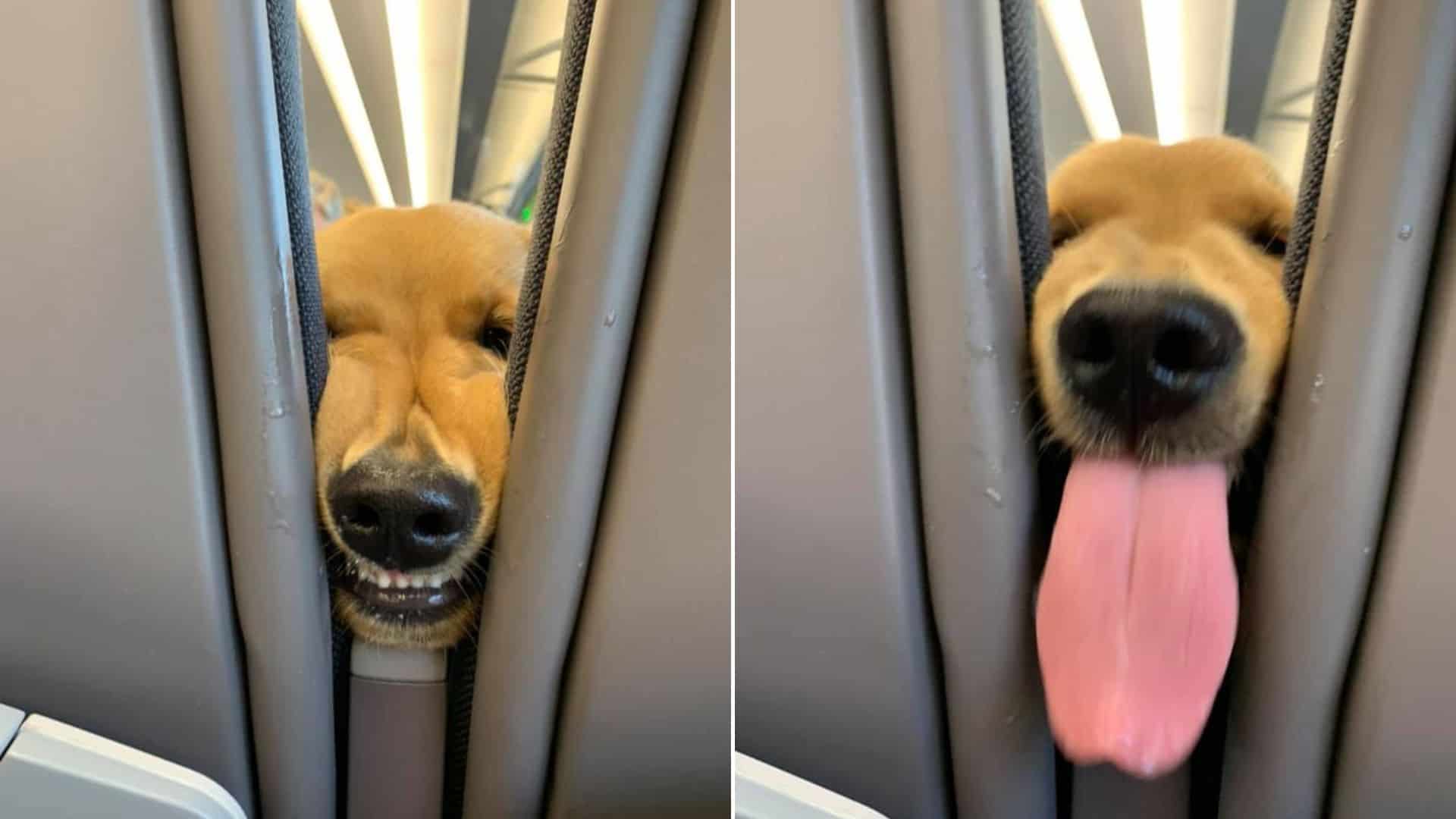 Goofy Golden Retriever Gets Bored On A Flight And Decides To Entertain Everyone Around