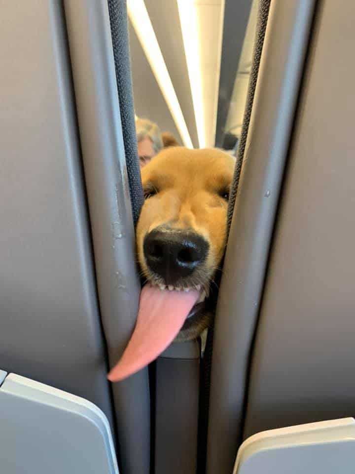 goofy huxley on the plane