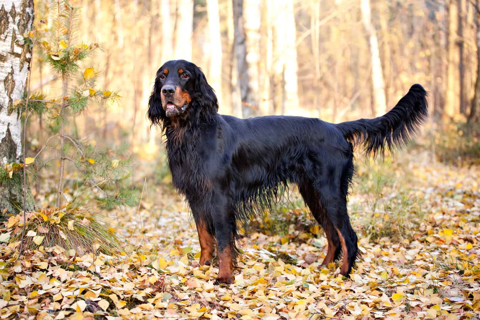 Gordon Setter hunting dog standing in the front in the autumn park