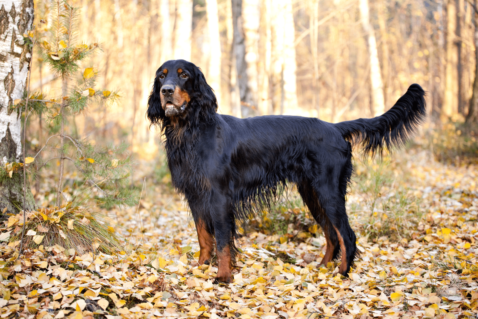 Gordon Setter standing in the woods