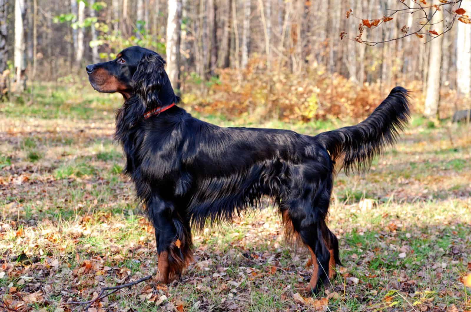 gordon setter in the forest