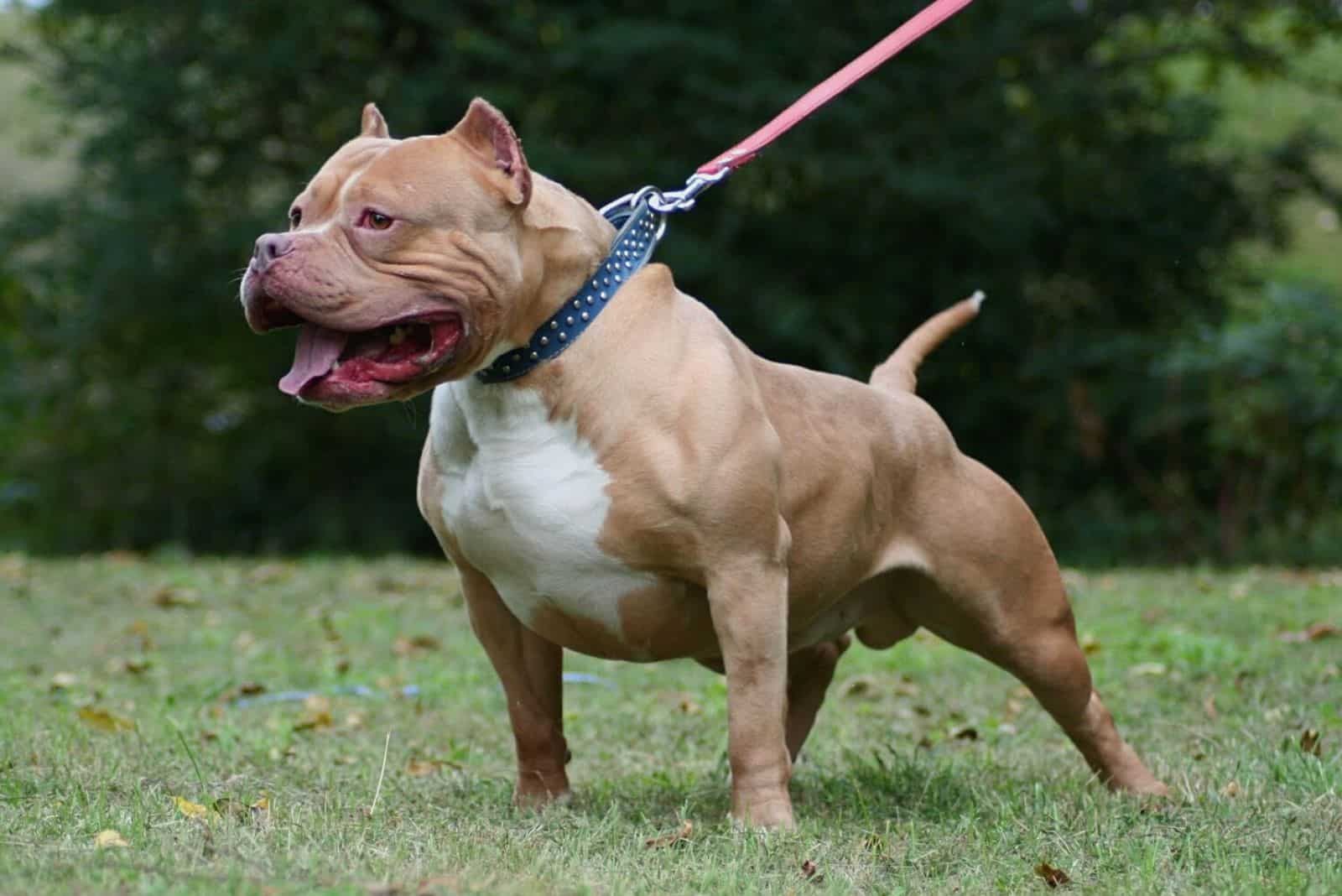 Gotti Pitbull – A Family-Favorite Pitbull Bloodline