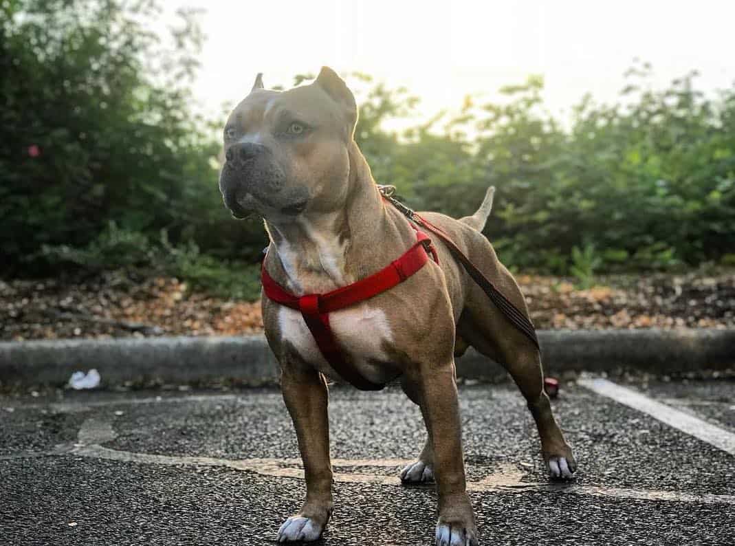 gotti pitbull