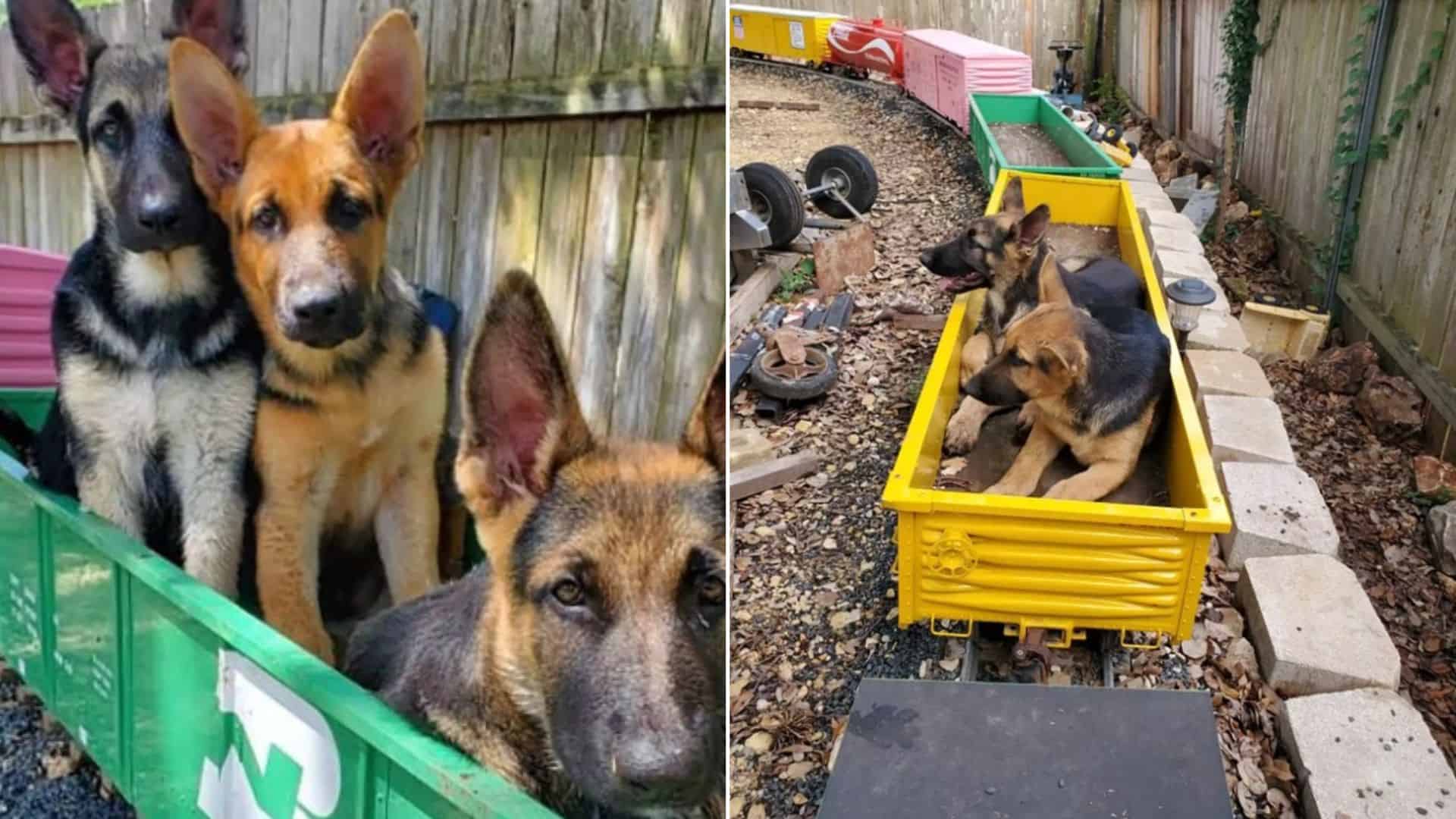 Check Out How These Three GSDs Have Fun At The Train Tracks