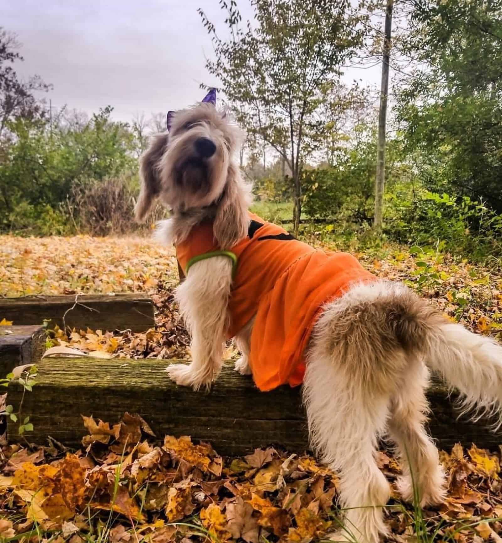 grandbasset griffon vendéen dog in forest