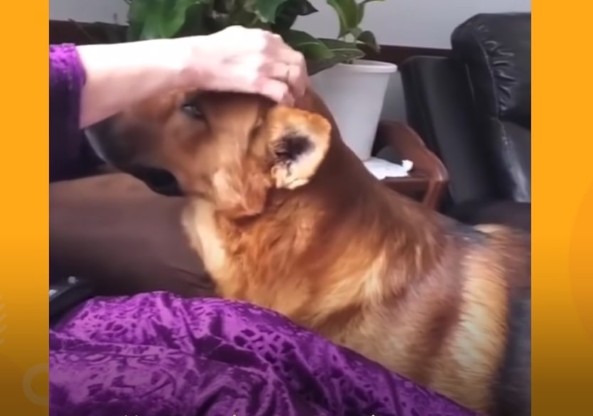 grandmother caressing a German shepherd