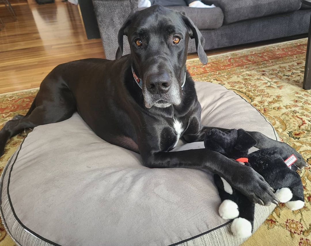 great dane lying on dog bed