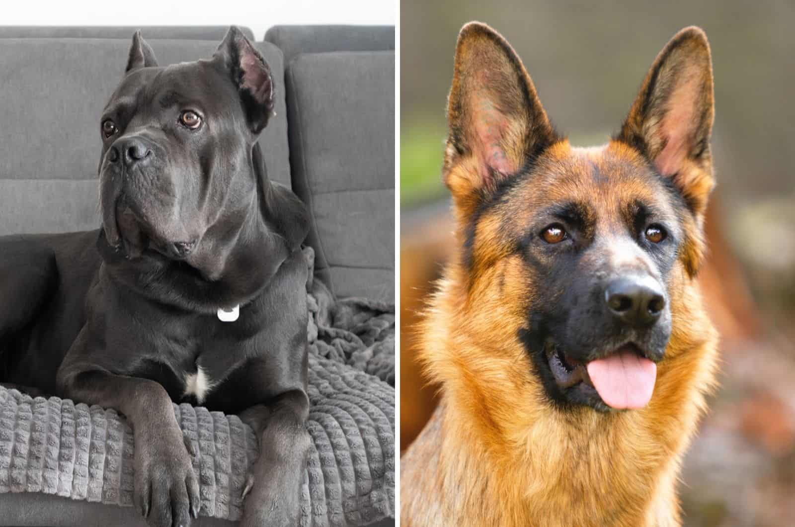 gray cane corso and german shepherd