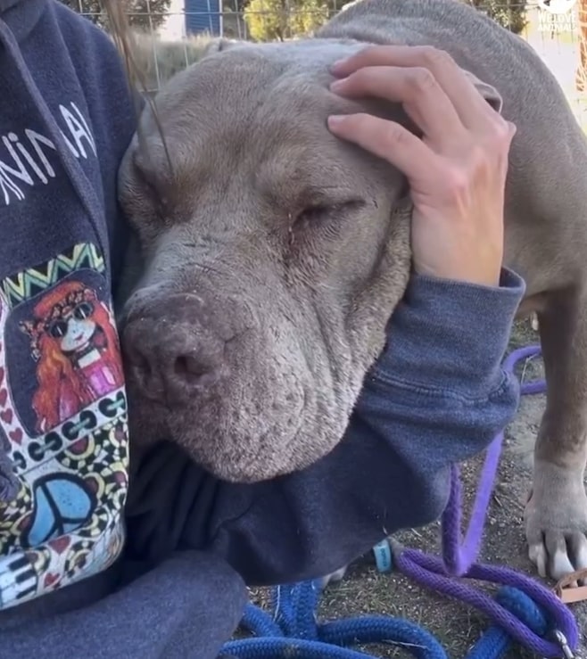 gray dog with owner