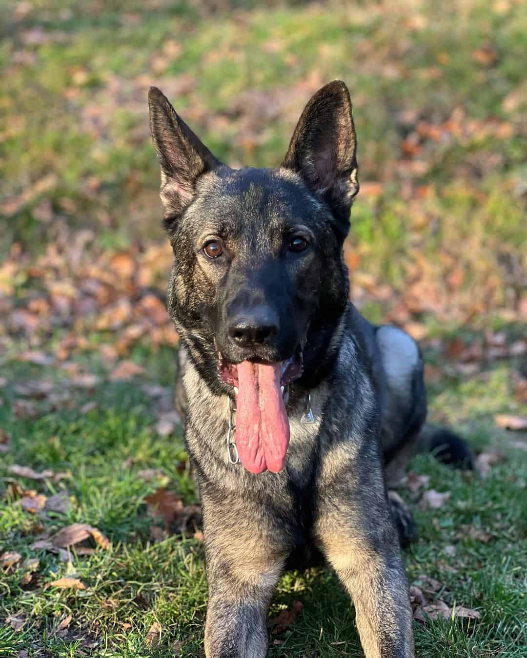 gray german shepherd lying on the grass