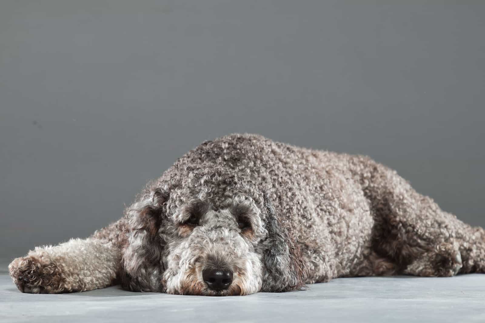 Gray Goldendoodle dog lying on the floor