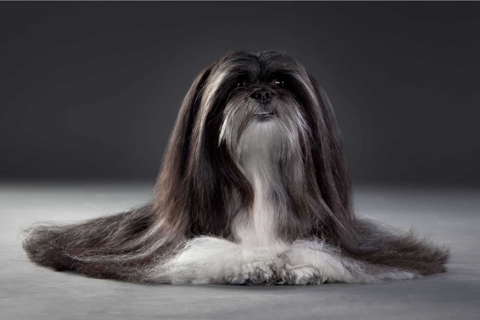 gray shih tzu posing in a studio