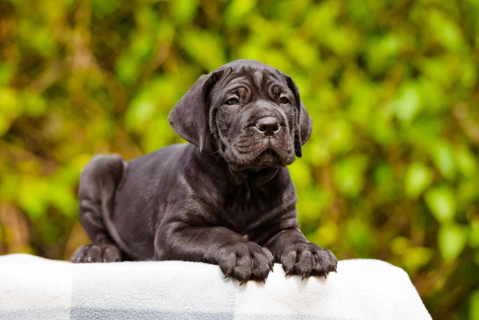 great cane corso puppy sitting down putdoors