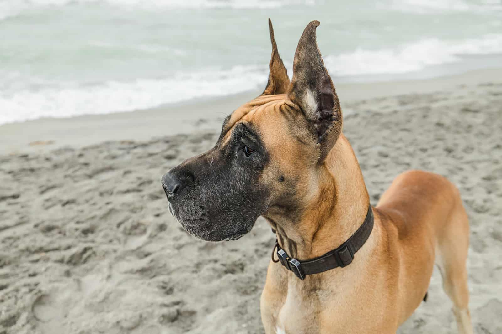 great dane on a beach