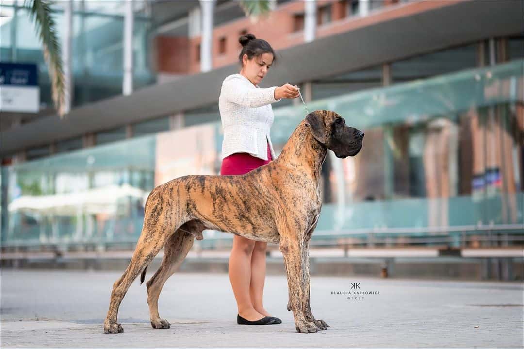 Great Dane