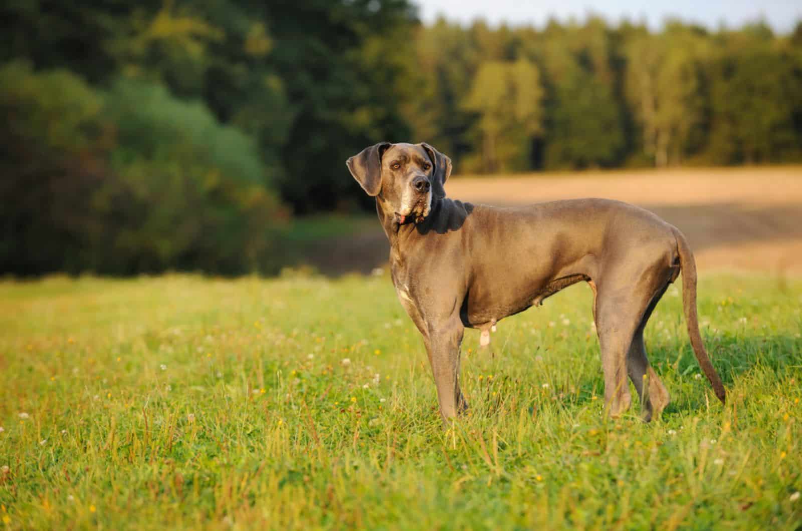 great dane in nature