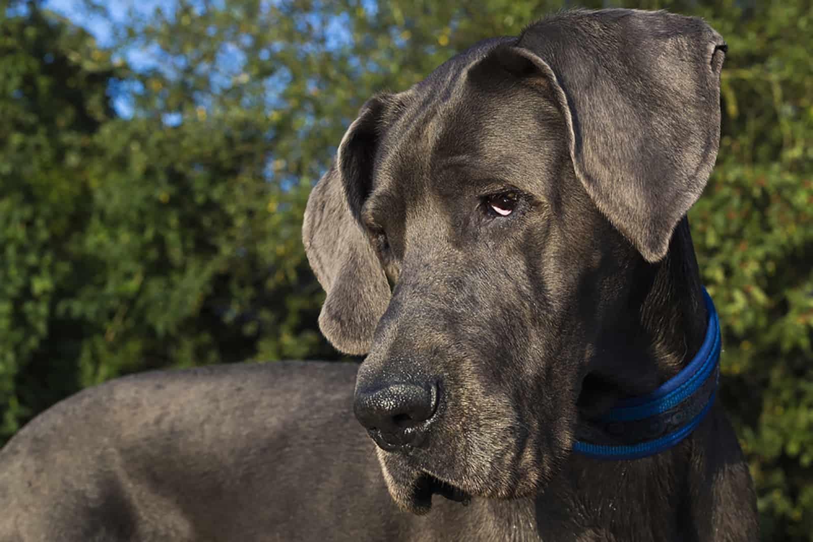 great dane in the nature