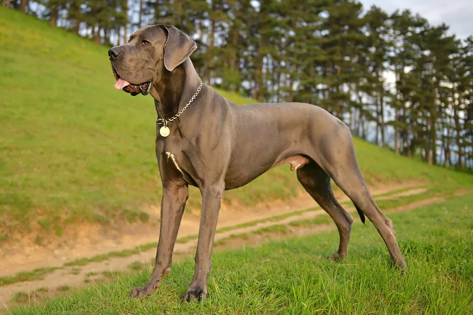 great dane dog standing on the grass