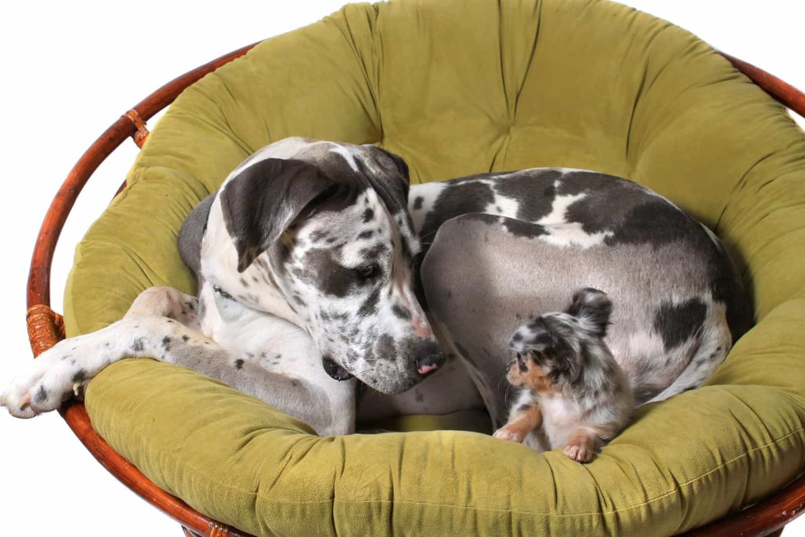 Great Dane and chihuahua dogs looking at each other sitting on a chair against white background