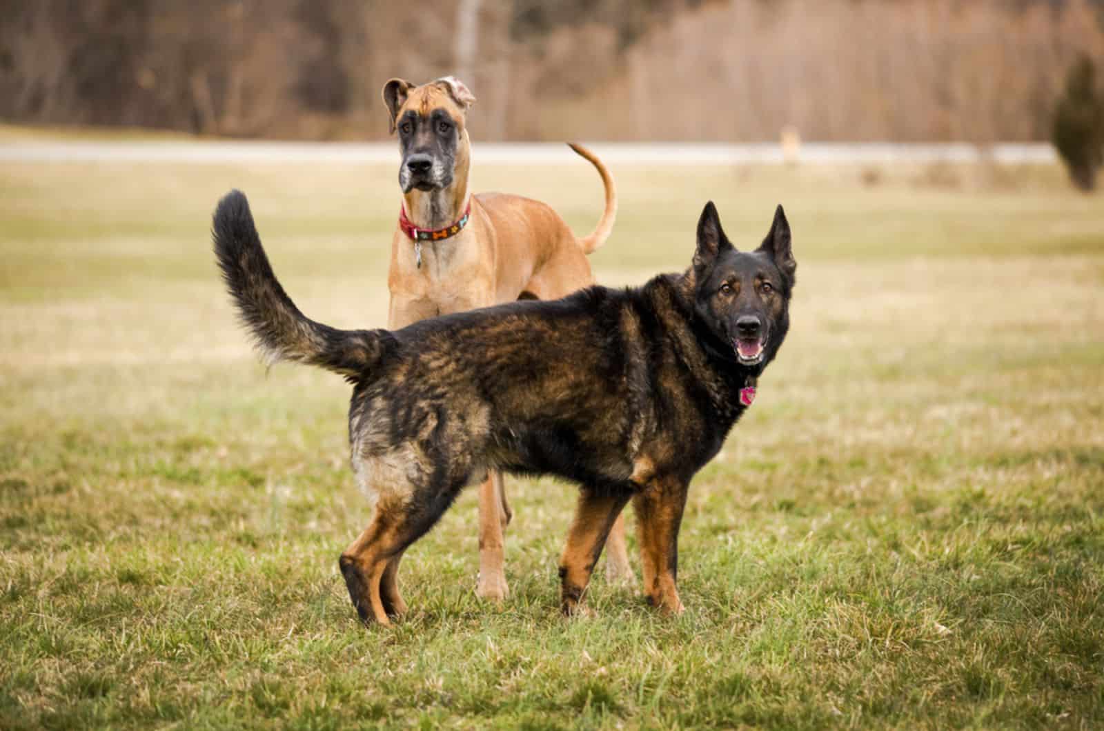 great dane and german shepherd on the fild