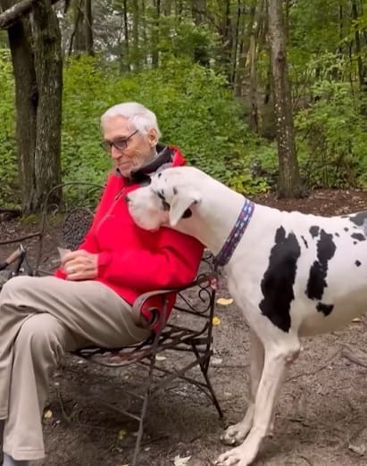 Great Dane approaches grandfather sitting on a chair in the forest