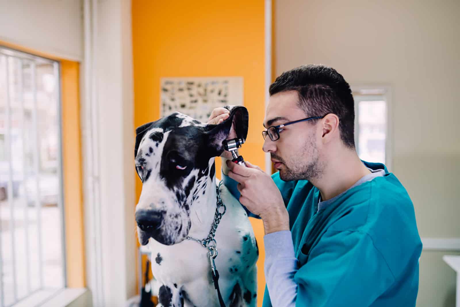 great dane at veterinary on examination