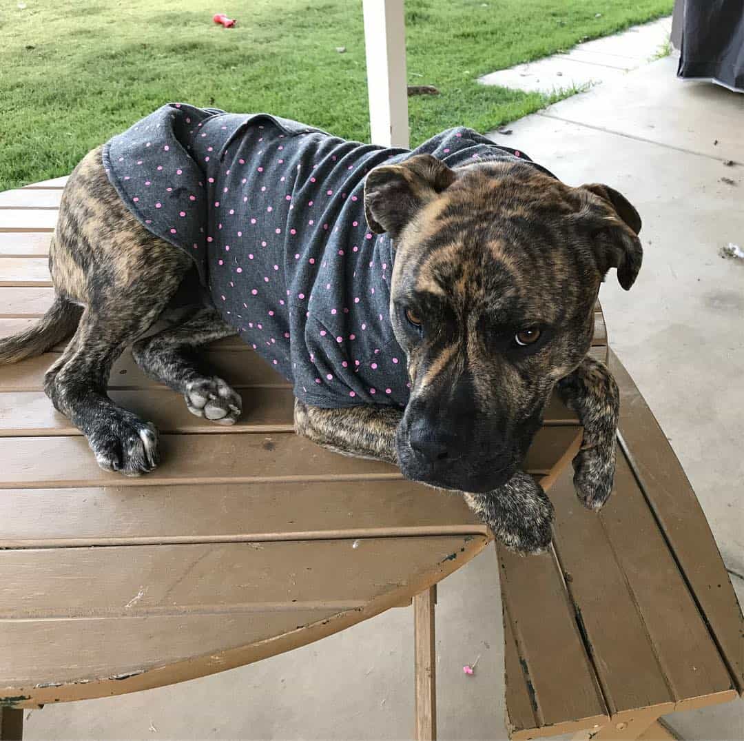 Great Dane Bullmastiff Mix is lying on the table