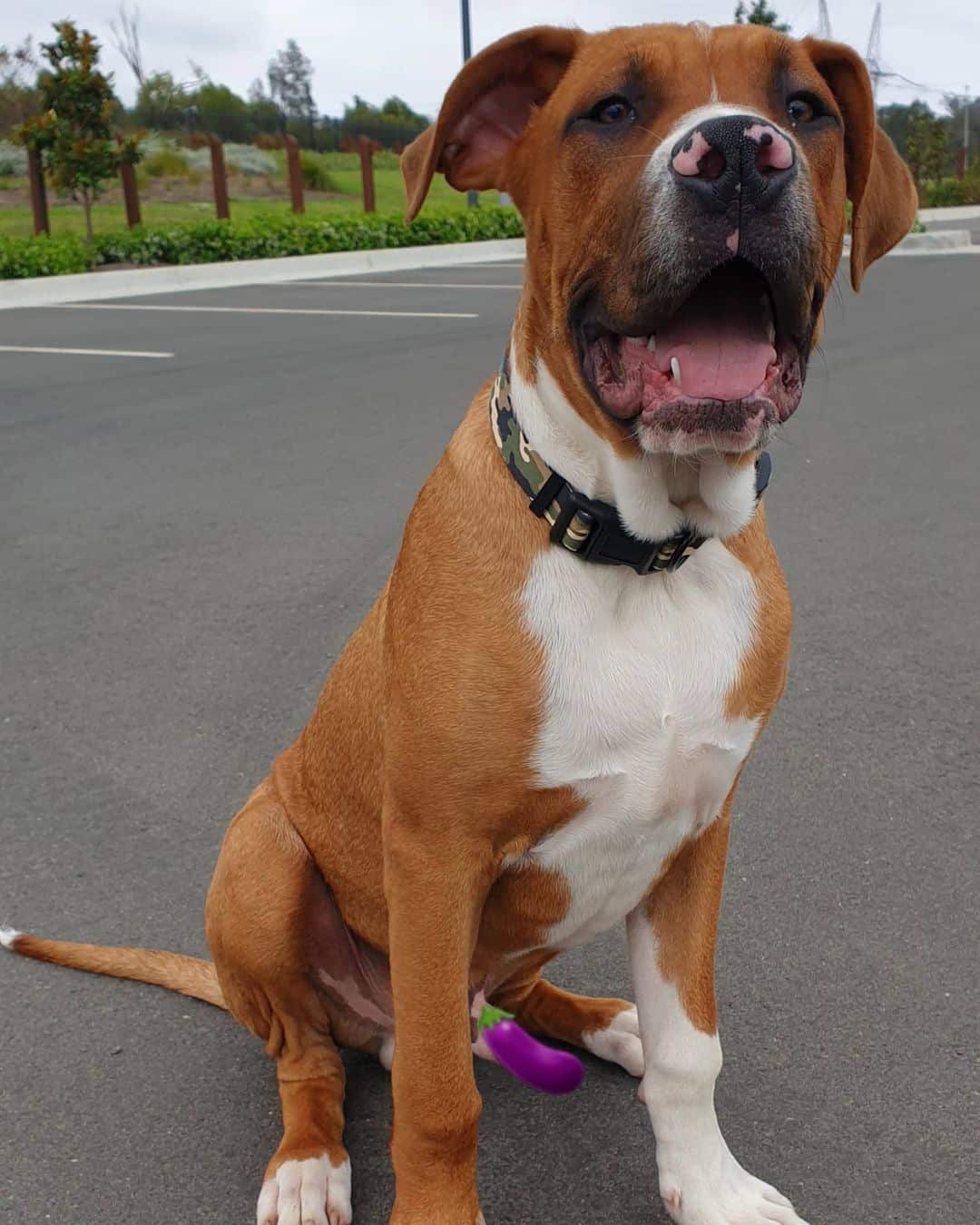 Great Dane Bullmastiff Mix sitting on the street