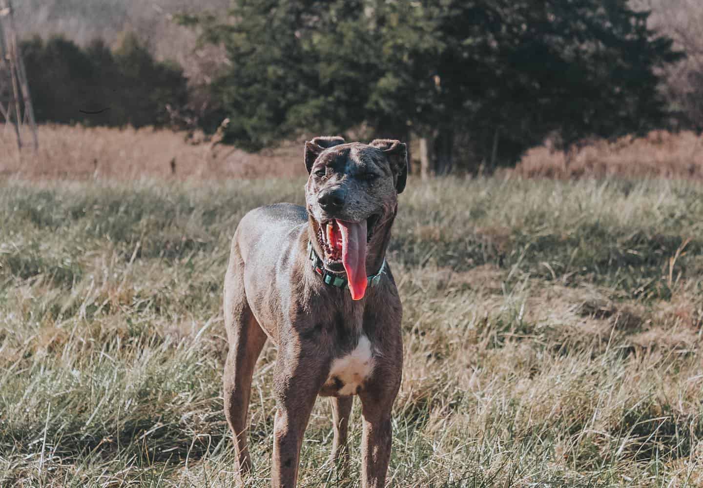 Great Dane Catahoula Dog Mix