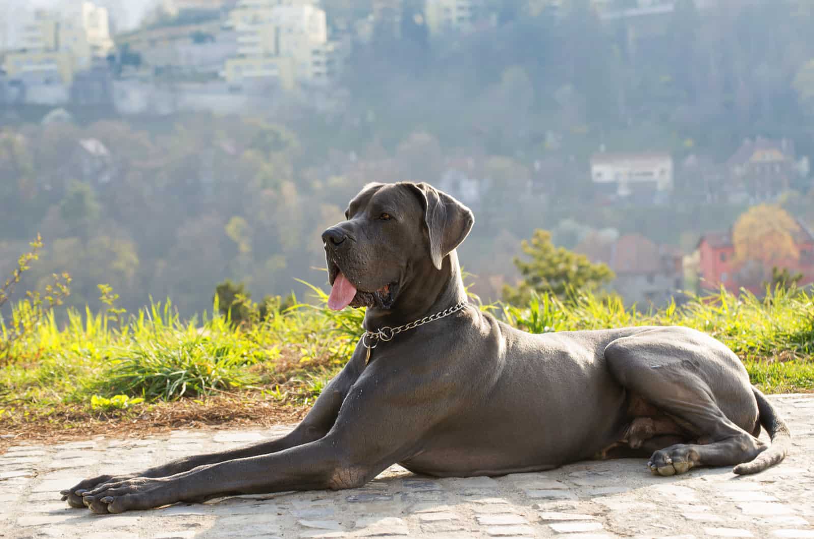 10+ Great Dane Colors, Markings And Patterns