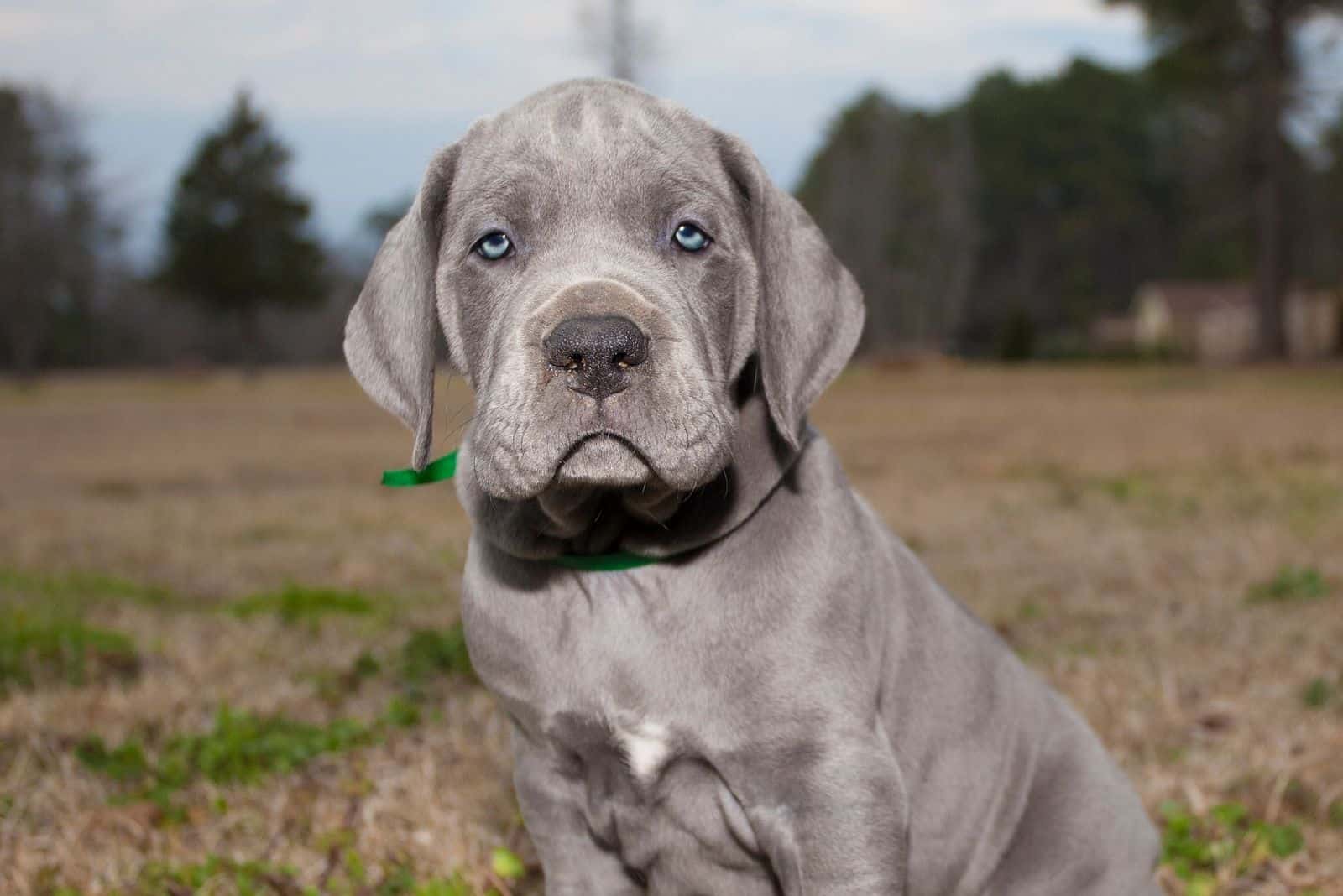 great dane corgi mix breed looking at the camera sitting outdoors