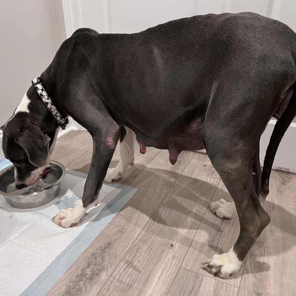 great dane dog drinking water