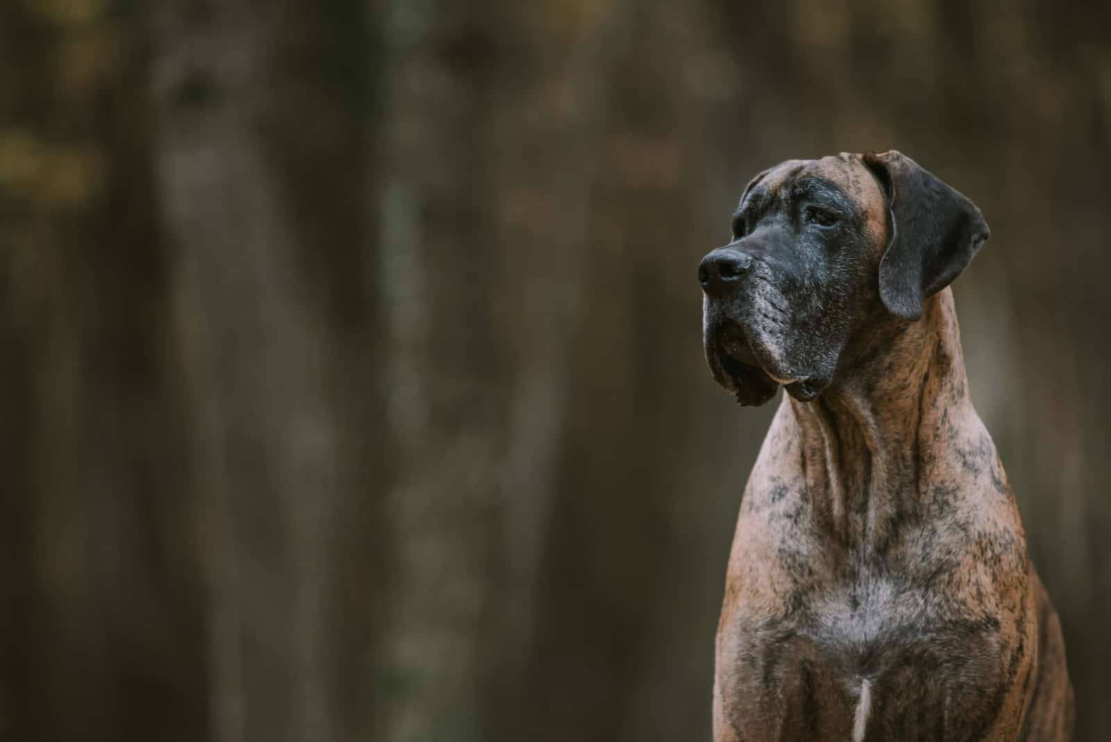 Great dane dog in the forest in autumn