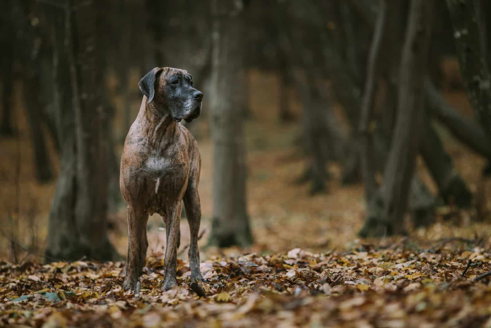 Great dane dog in the forest in autumn