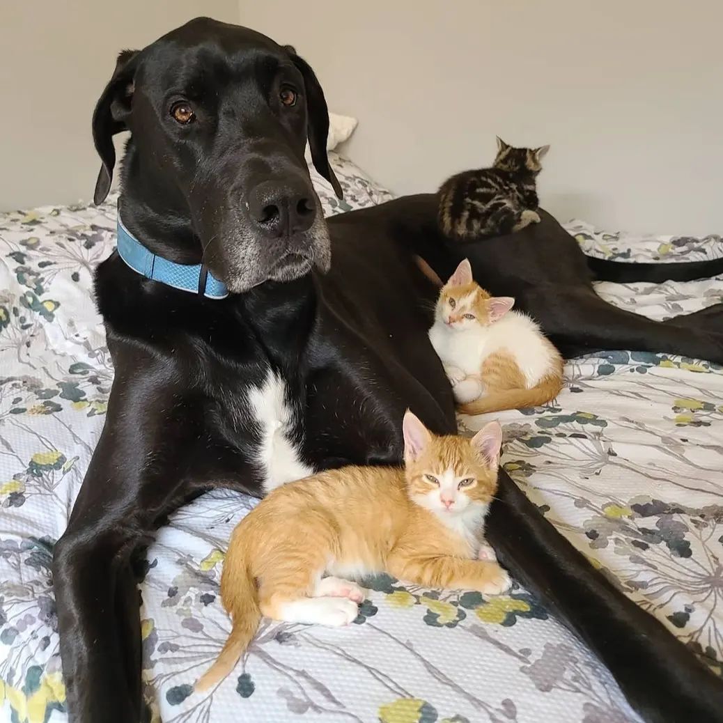 great dane dog lying with cats