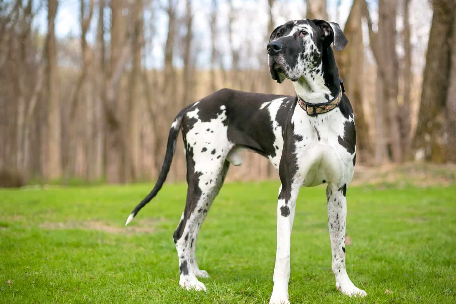 black and white purebred Harlequin Great Dane dog outdoors