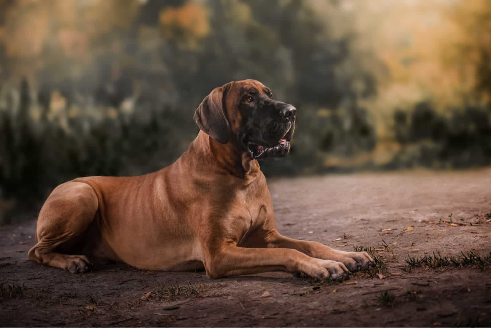 Great dane Dog lying outdoors