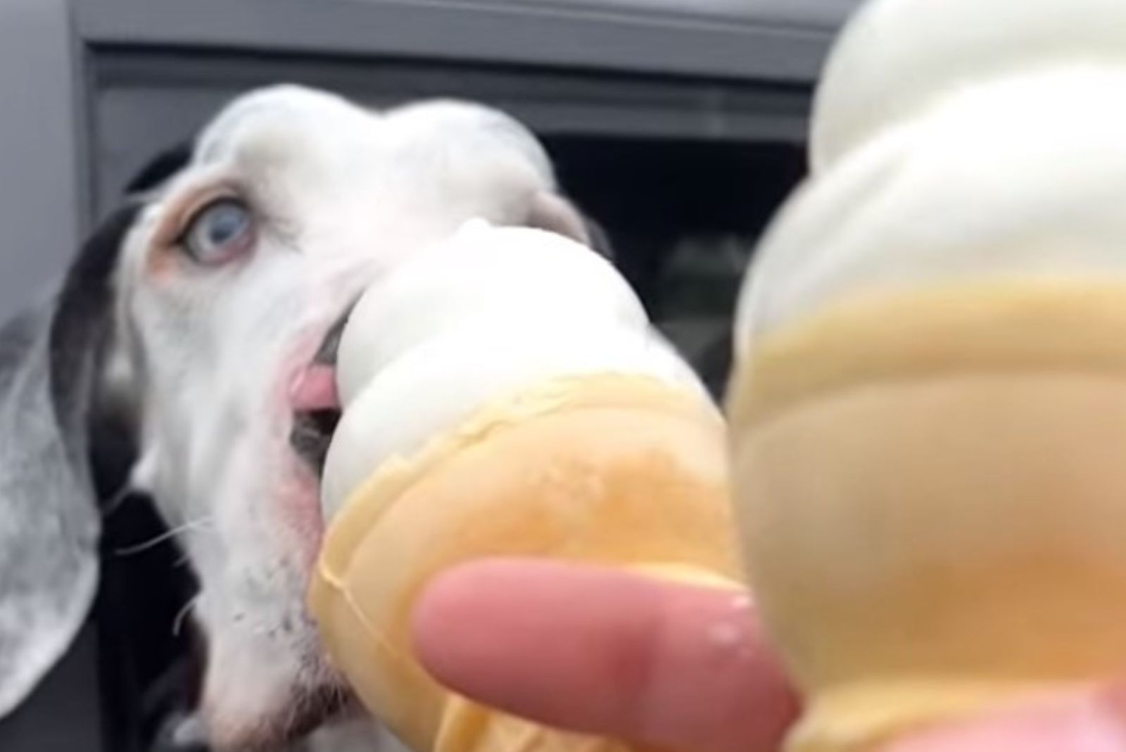 great dane eating an ice cream