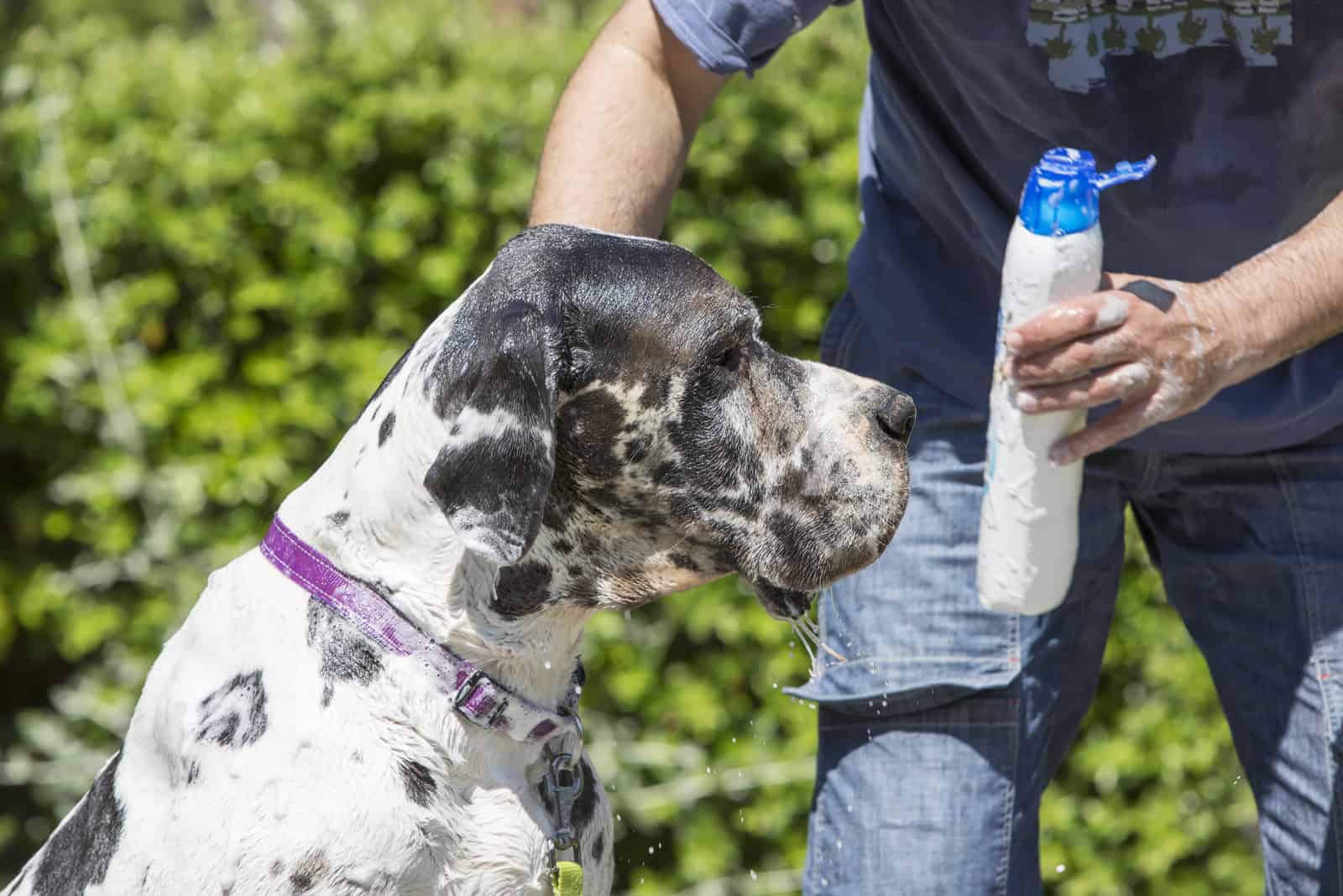 great dane grooming