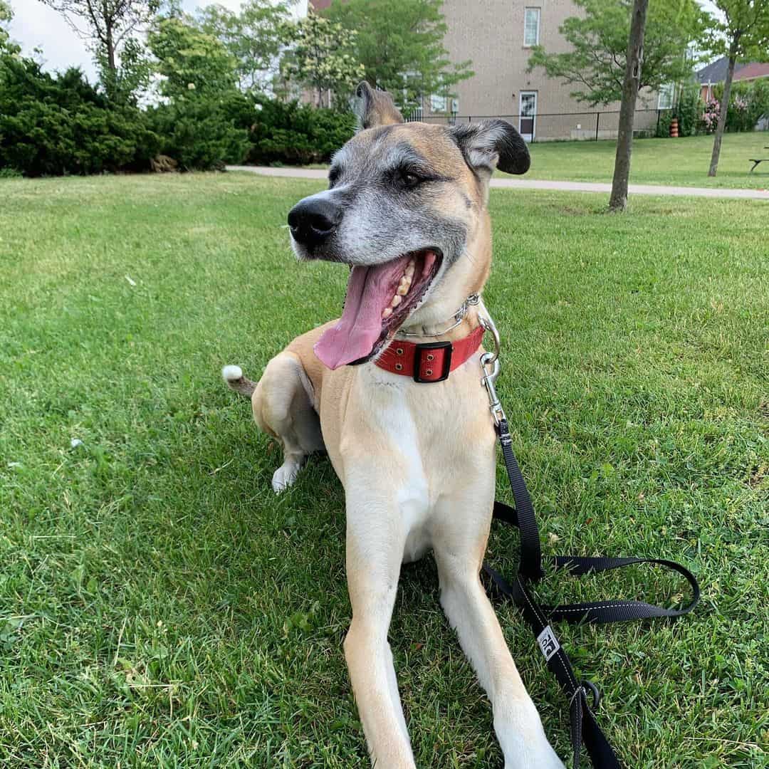 great dane husky mix