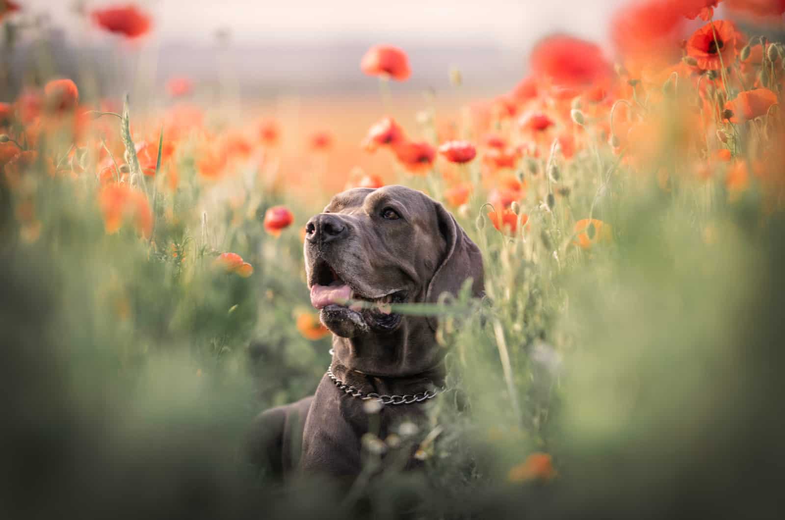 great dane in a field of poppies