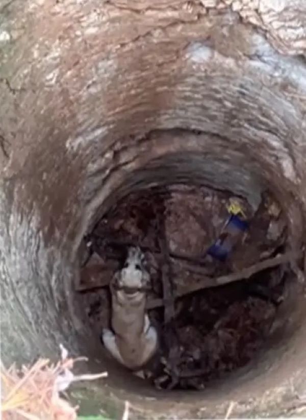 great dane in a well