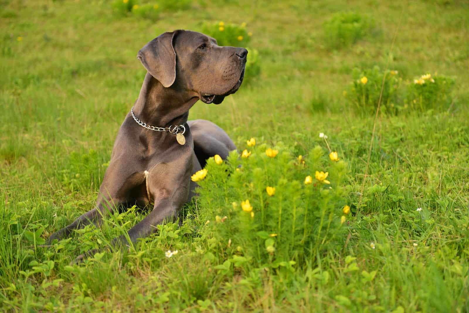 great dane in grass