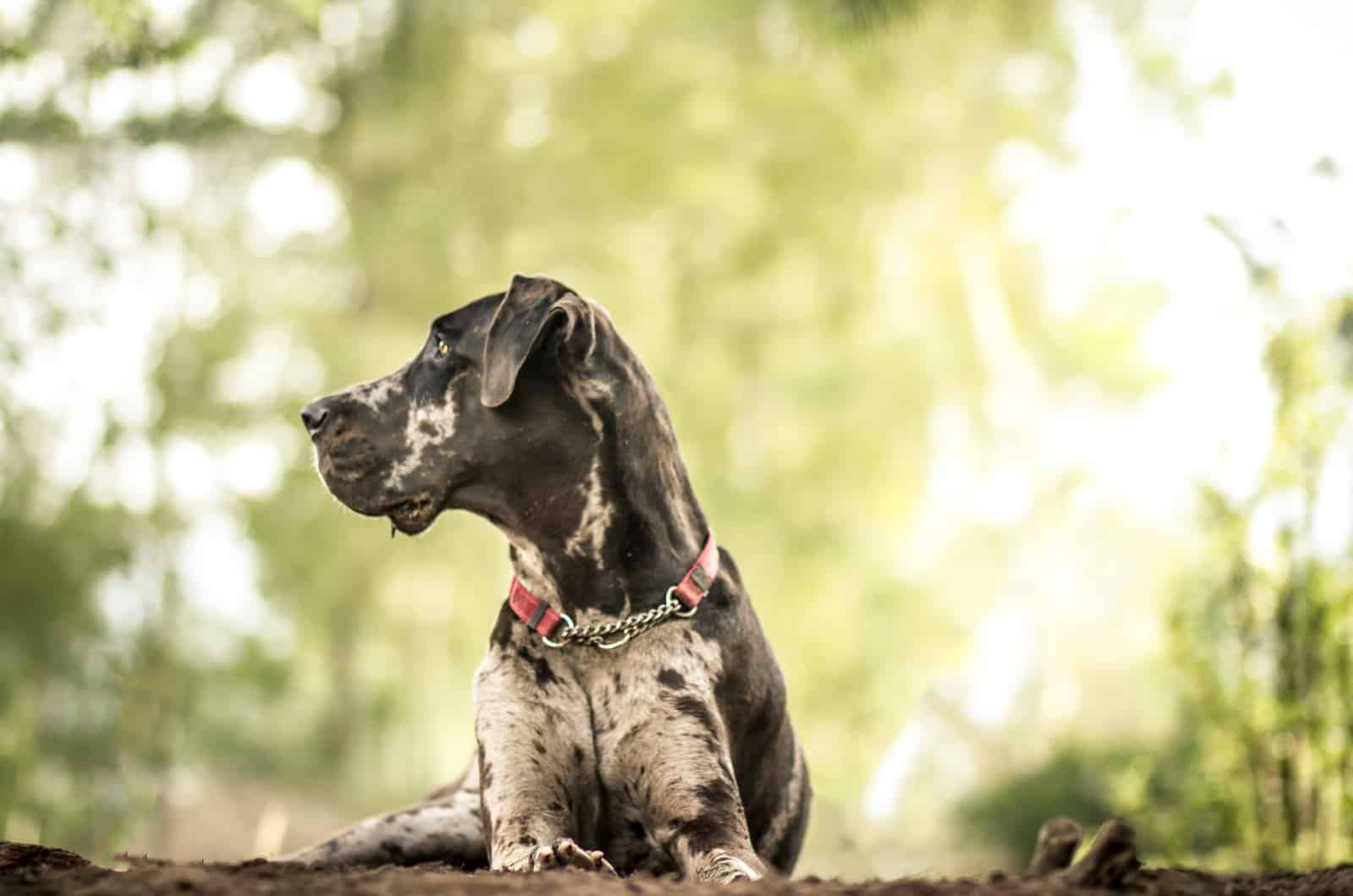 great dane in profile