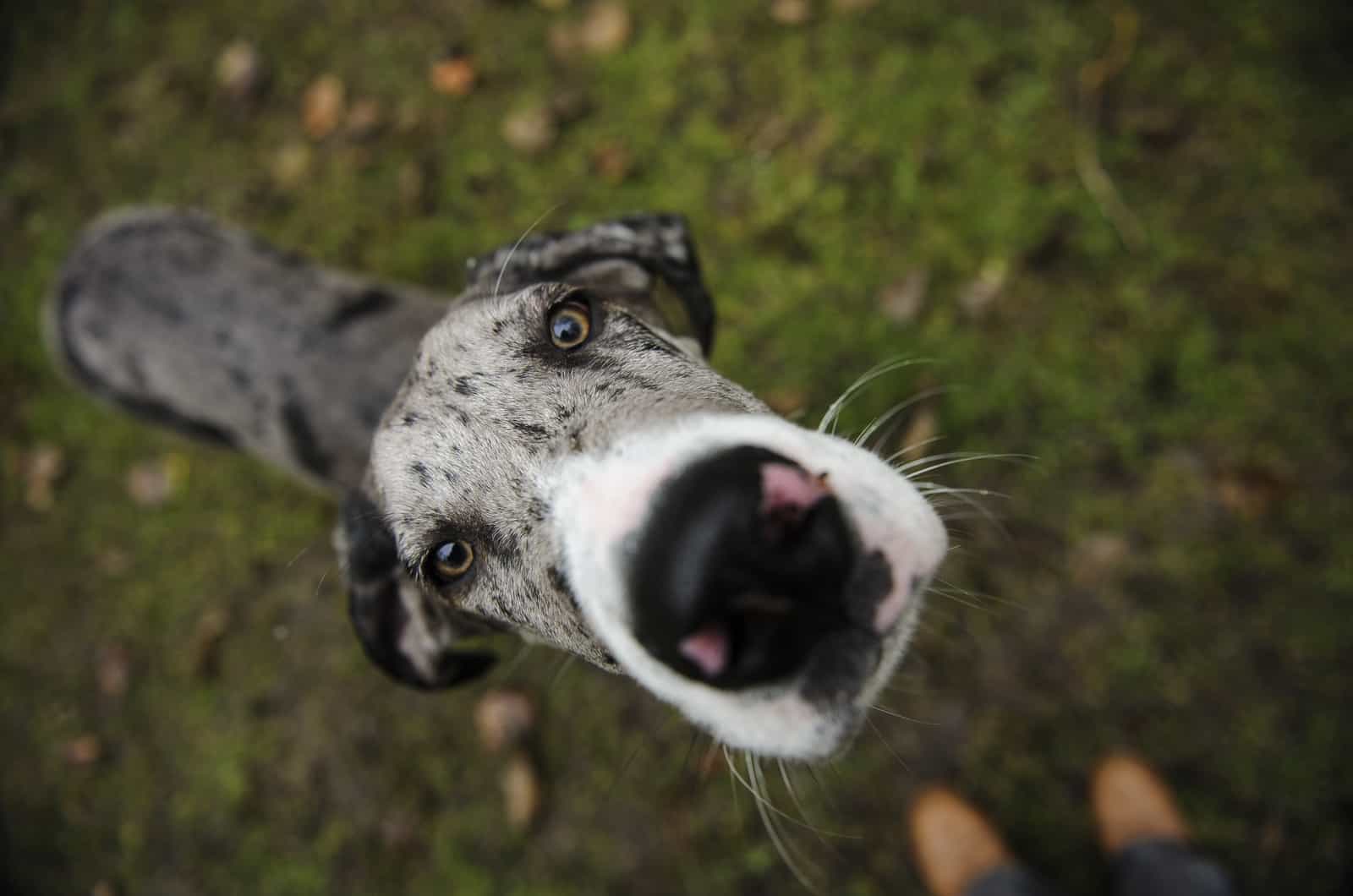 great dane looking up