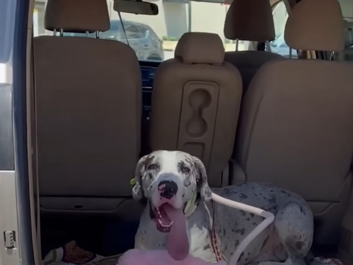 great dane lying in the back of the car