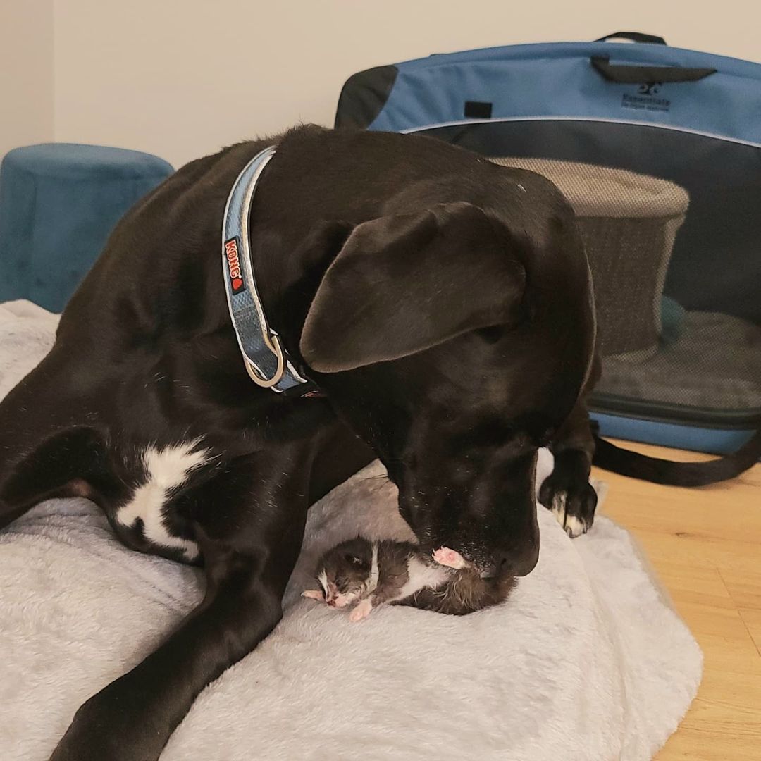 great dane lying next to a tiny kitten