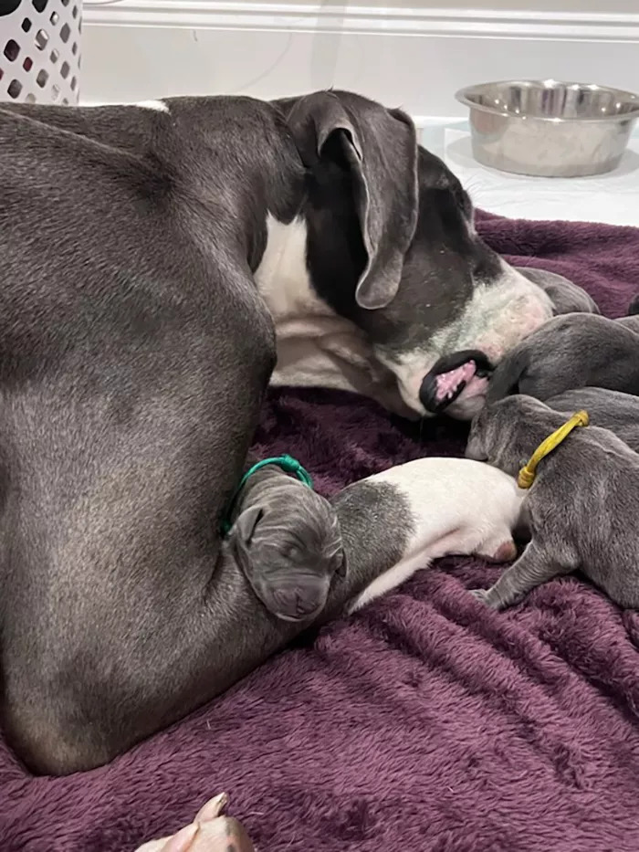 great dane lying with puppies on purple blanket